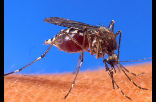 Suriname reports first case of chikungunya - Latest News - JamaicaObserver.com