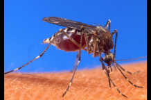 Suriname reports first case of chikungunya - Latest News - JamaicaObserver.com